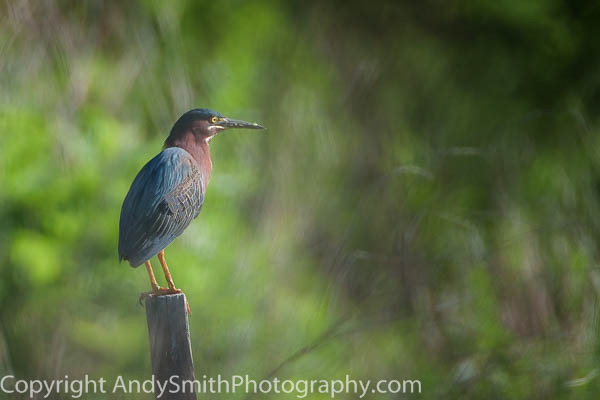 Green Heron at John Heinz NWR